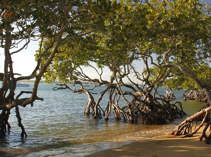 dailysoccerblog | Dukaladjarranj Swamp: Wetland Ecology in Kakadu