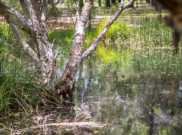 dailysoccerblog | Dukaladjarranj Swamp: Wetland Ecology in Kakadu