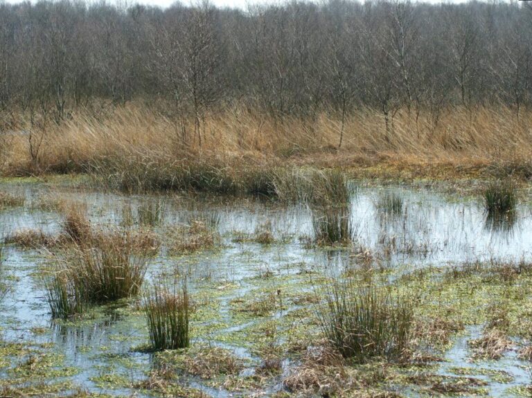 dailysoccerblog | Dukaladjarranj Swamp: Wetland Ecology in Kakadu